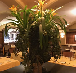 High-quality plant rentals for Nashville events
