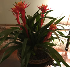 Liveplant rentals for Nashville events